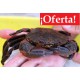 Nécora Gorda - 2 kg.  (5 pz./kg.)