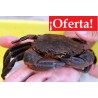 Nécora Gorda - 2 kg.  (5 pz./kg.)