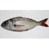 Pancho Bicudo (Besugo Blanco)