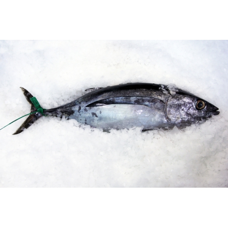 Bonito del Norte