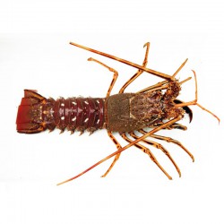 Langosta (400-500gr)