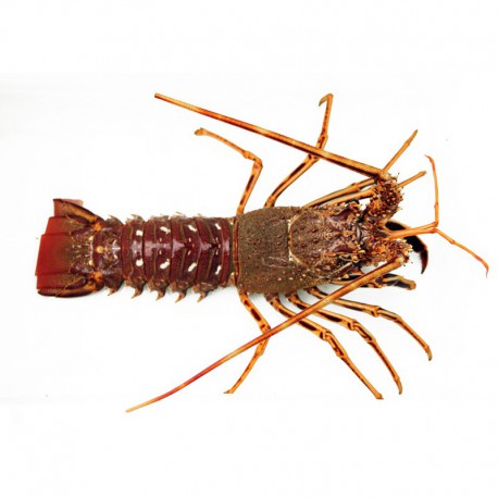 Langosta (400-500gr)