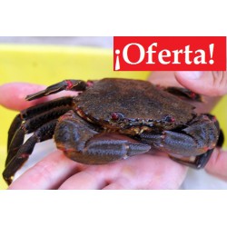 Nécora (Lote 2 kg.) - OFERTA